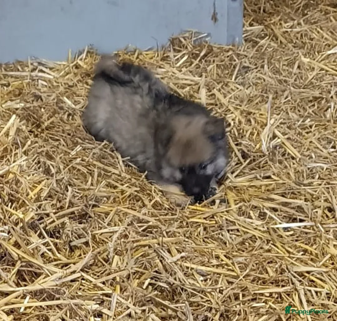 Keeshond honden te koop: Keeshond wolfsgrauw. Grijs. Blauw. - Advertentie 14