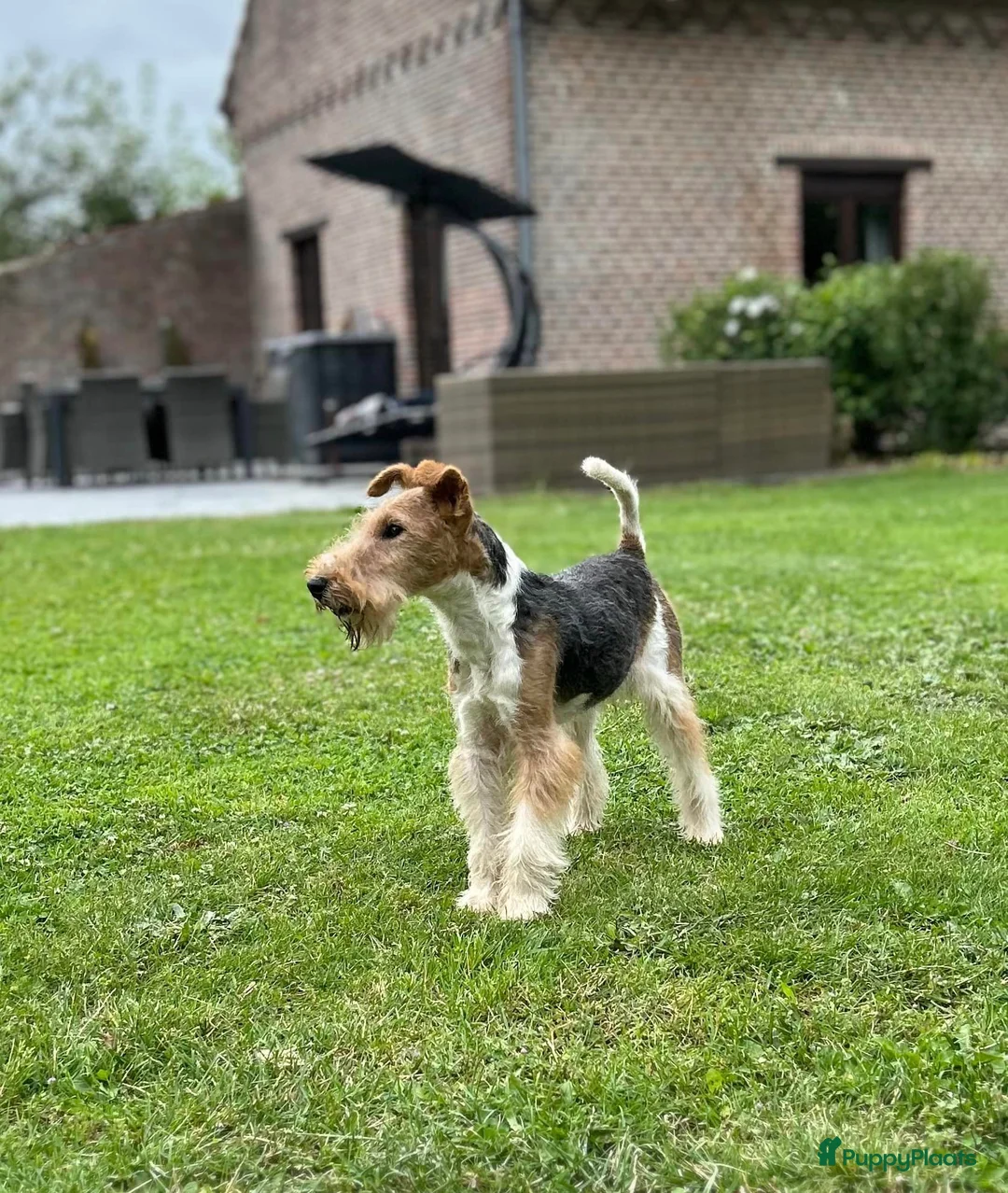 Fox Terriër Draadhaar honden te koop: ruwharige fox terrier pups - Advertentie 4