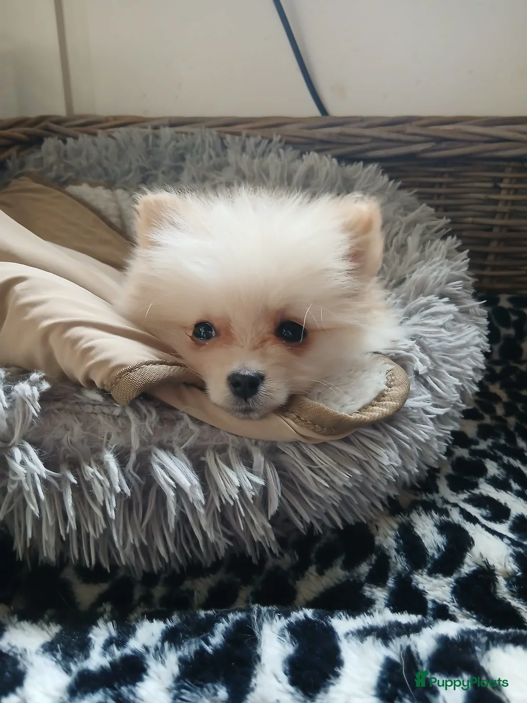 Pomchi honden te koop: Prachtig pomchi teefje - Advertentie 4