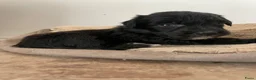 Aussiedoodle honden te koop: Aussiedoodle Aussie/Toy poedel - Advertentie 14