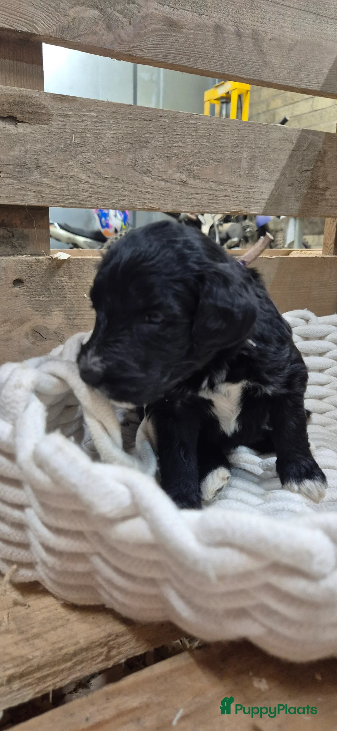 Kruising honden te koop: Bordoodle pups (F1) - nog 5 beschikbaar - Advertentie 28