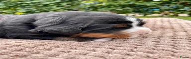 Berner Sennenhond 1