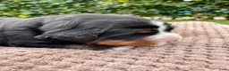 Berner Sennenhond honden te koop: Prachtige Berner Sennenpups met stamboom - Advertentie 11