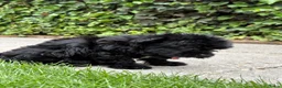 Kruising honden te koop: Lieve puppy’s 🐶  - Advertentie 8