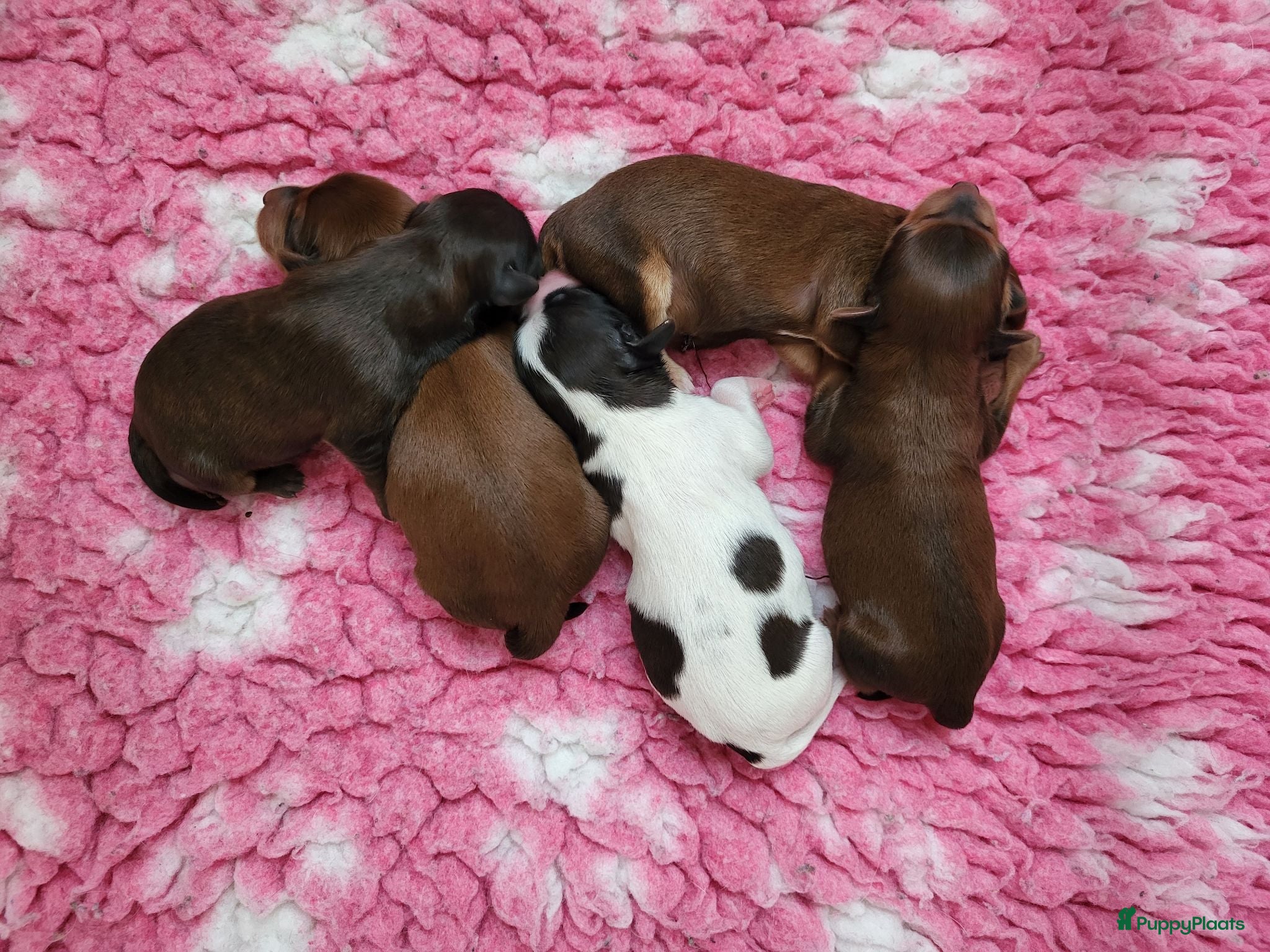 Kruising honden Havapoo pups - Advertentie 2