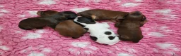 Kruising honden te koop: Havapoo pups - Advertentie 2