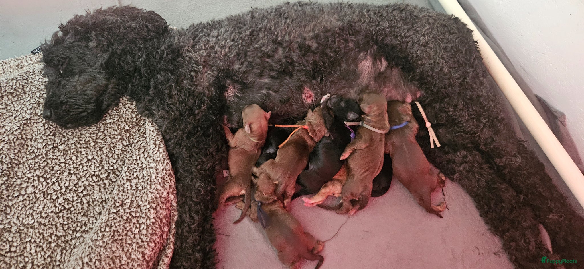 Kruising honden 10 supermooie pups geboren!!! Labradoodle/goldend - Advertentie 1
