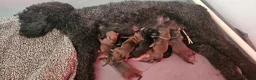 Kruising honden te koop: 9 supermooie pups!!! Labradoodle/goldend - Advertentie 4