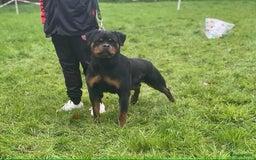 Rottweiler honden te koop: Prachtige super knappe puppy’s  in Haps - Afbeelding 5