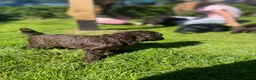 Australian Labradoodle honden te koop: Labradoodle pups - Advertentie 20