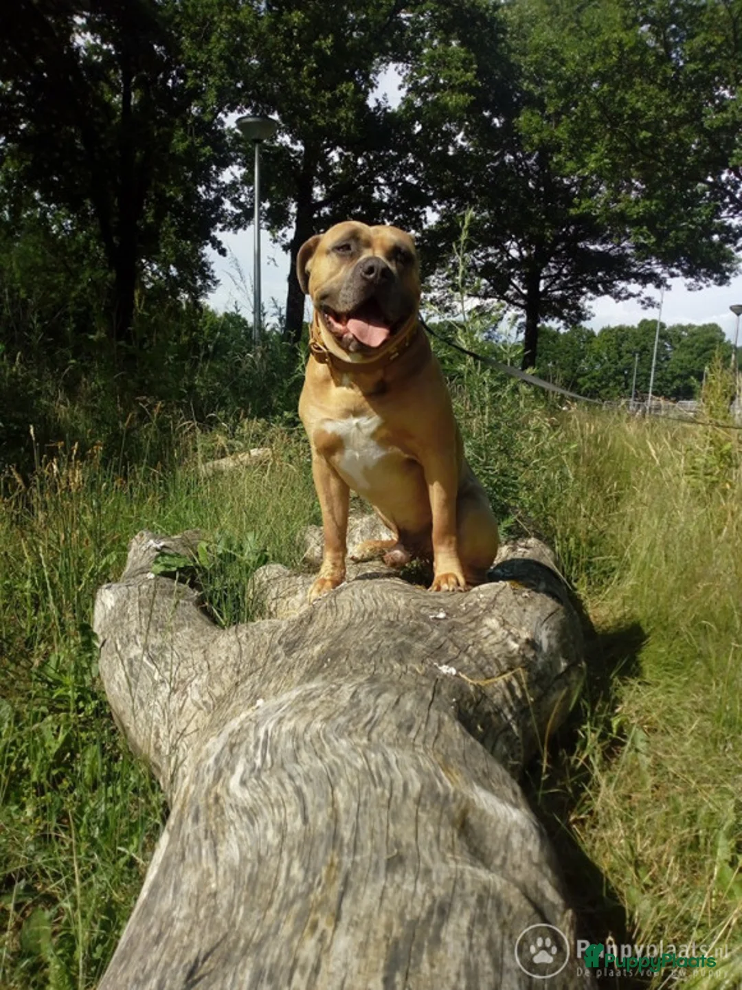 Kruising honden ter dekking: Amircan bully xl  zeer mooi in Heerlen - Advertentie 3