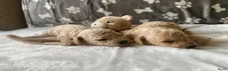 Poedel Toy honden te koop: Prachtig mooie toy poedel pupjes - Advertentie 7