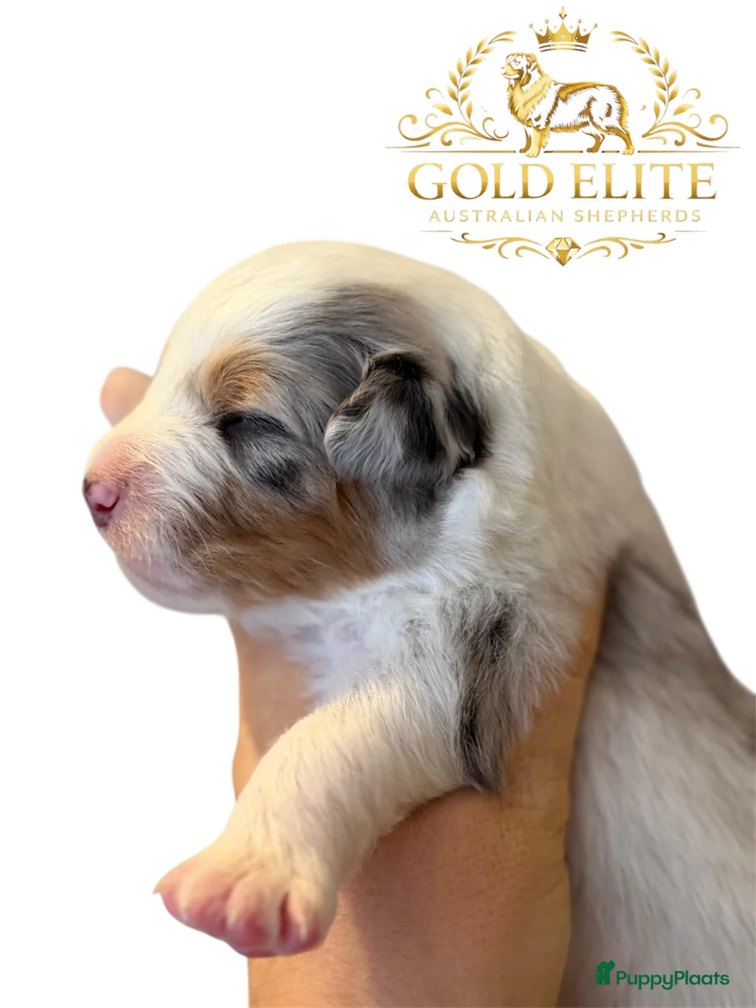 Australian Shepherd honden te koop: Australian shepherd pups puppy - Advertentie 5