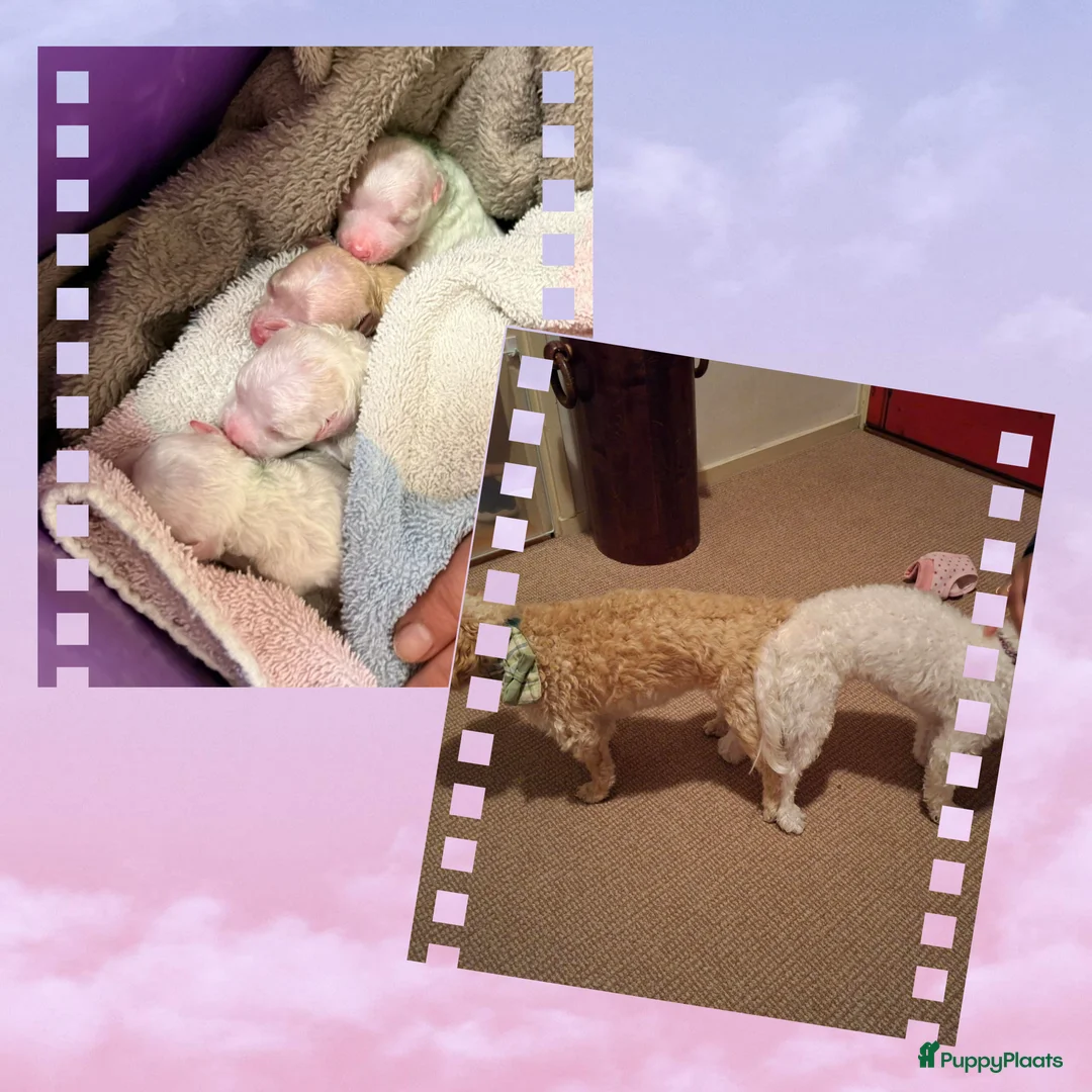 Maltipoo honden ter dekking: Toypoedel/Maltipoo dekreu, liefste knuffelkont🥰 - Advertentie 5