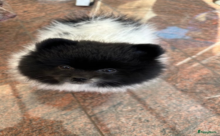 Pomeriaan honden - Advertentie 7