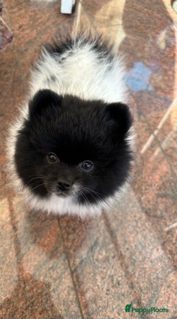 Pomeriaan honden Prachtige bearface pomeriaan teefje - Advertentie 8