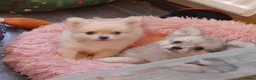 Pomchi honden te koop: Pomchi pups - Advertentie 5