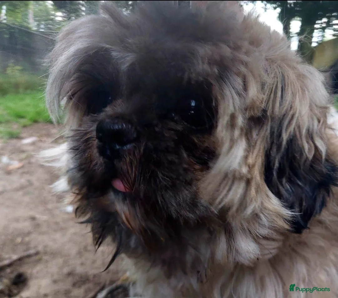 Shih Tzu honden te koop: Teef zwanger in Heerlen - Advertentie 2