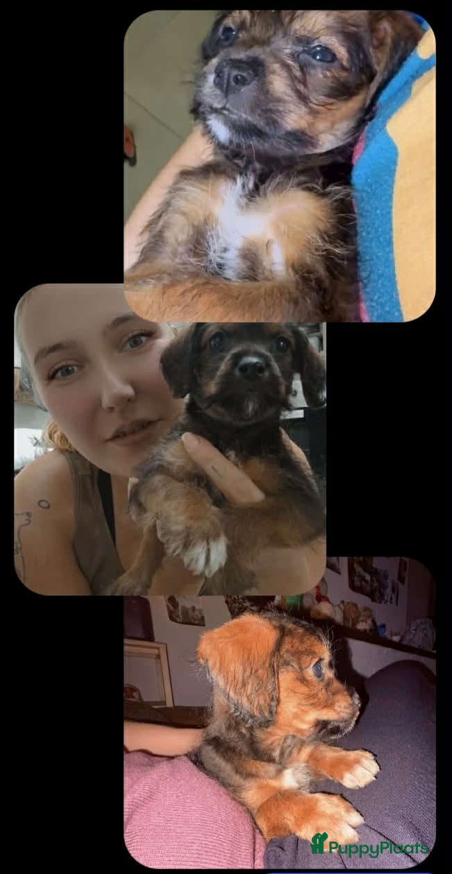 Kruising honden Mooie kruising pupjes 🥰 - Advertentie 2