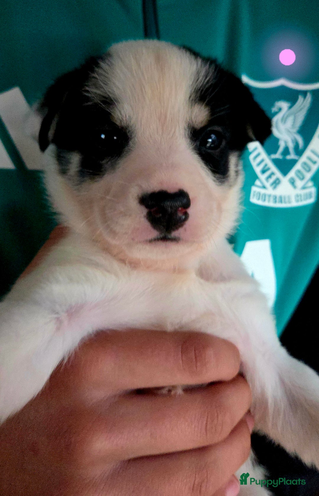 Kruising honden te koop: Kruising X Husky pups! Super mooi en leuk! - Advertentie 5