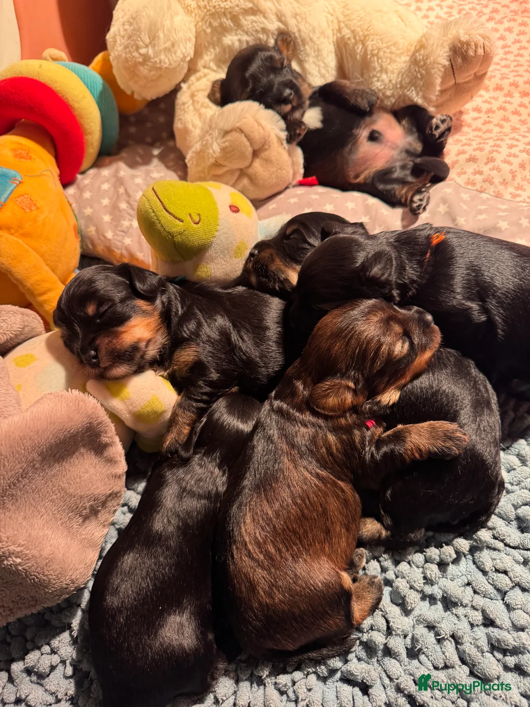 Kruising honden te koop: Yorkipoo pups te koop - Advertentie 11
