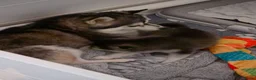 Pomsky honden te koop: Pomsky  - Advertentie 12