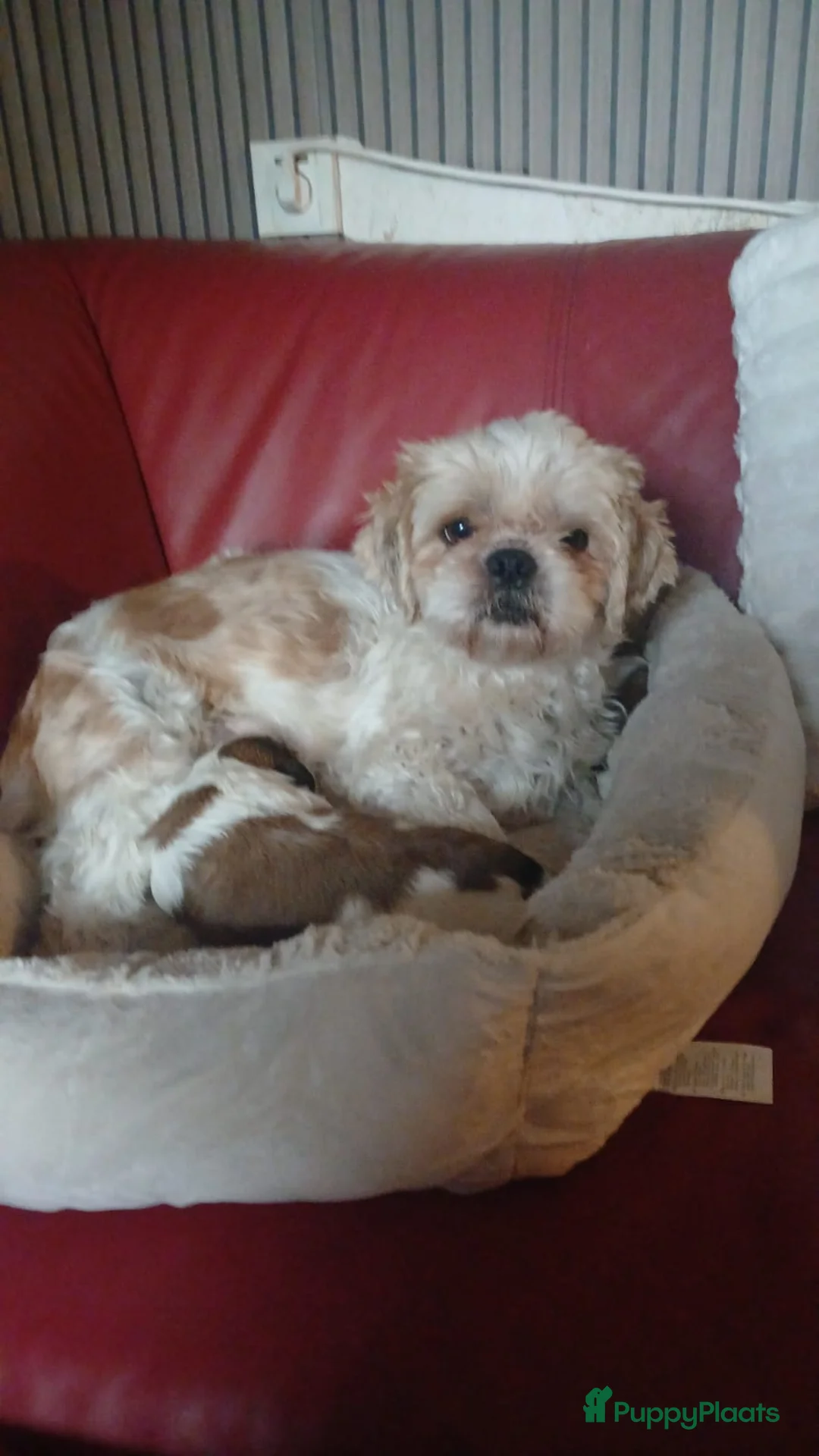 Shih Tzu honden te koop: Hond te koop - Advertentie 7