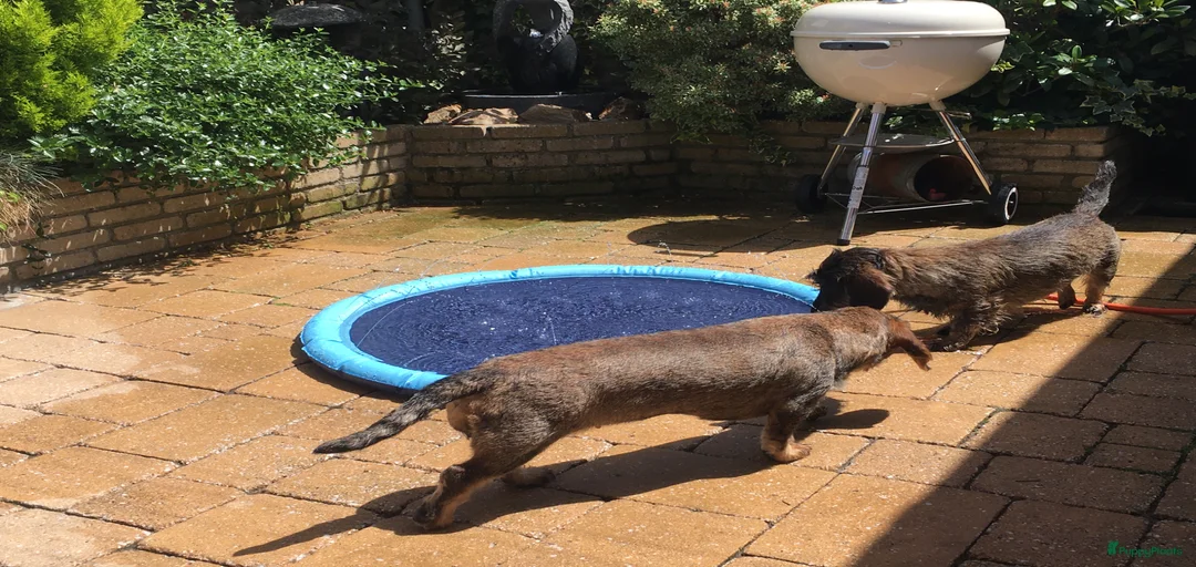 Galerij afbeelding {{count}}