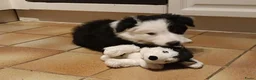 Border Collie honden te koop: Nog 1 reutje beschikbaar uit nest van 5 - Advertentie 8