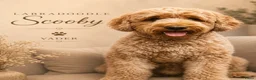 Labradoodle honden te koop: Exclusief Medium Labradoodle nest 🐾 - Advertentie 12