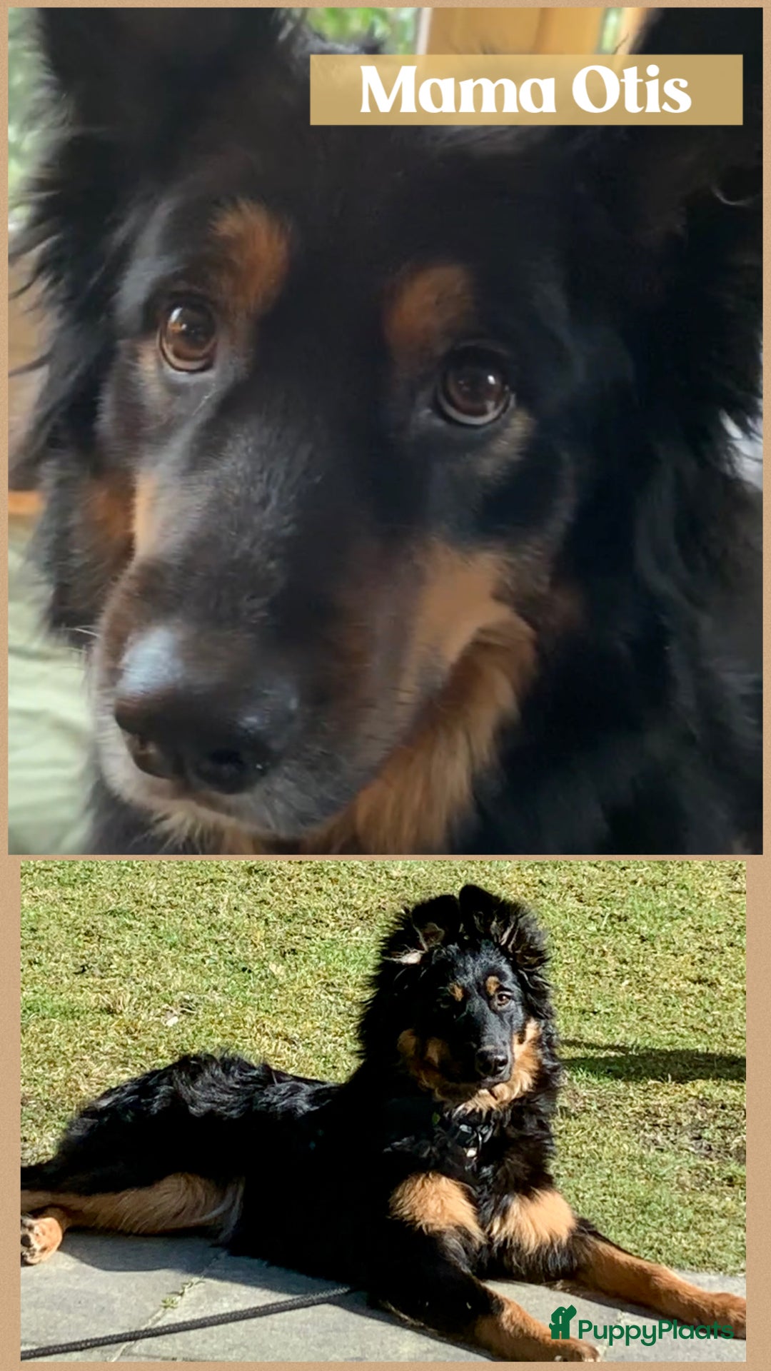 Otis
