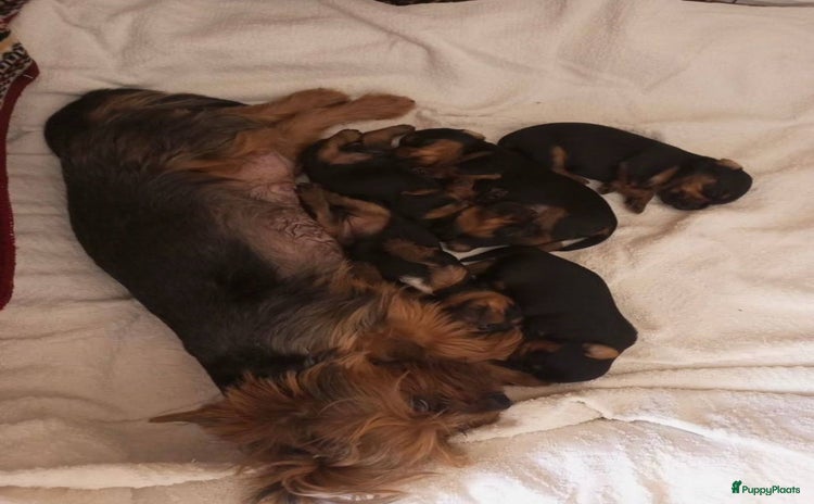 Yorkshire Terriër honden Yorkshire Terrier puppy’s gezocht nieuw thuis - Advertentie 12