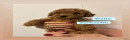 Kruising honden te koop: Toy/dwergpoedel pups  - Advertentie 5