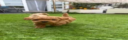 Poedel Toy honden te koop: 5 prachtige toy poedel reutjes  - Advertentie 24