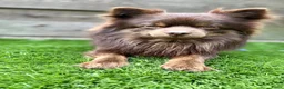 Pomeriaan honden ter dekking: Pomeriaan Dekreu - Advertentie 1