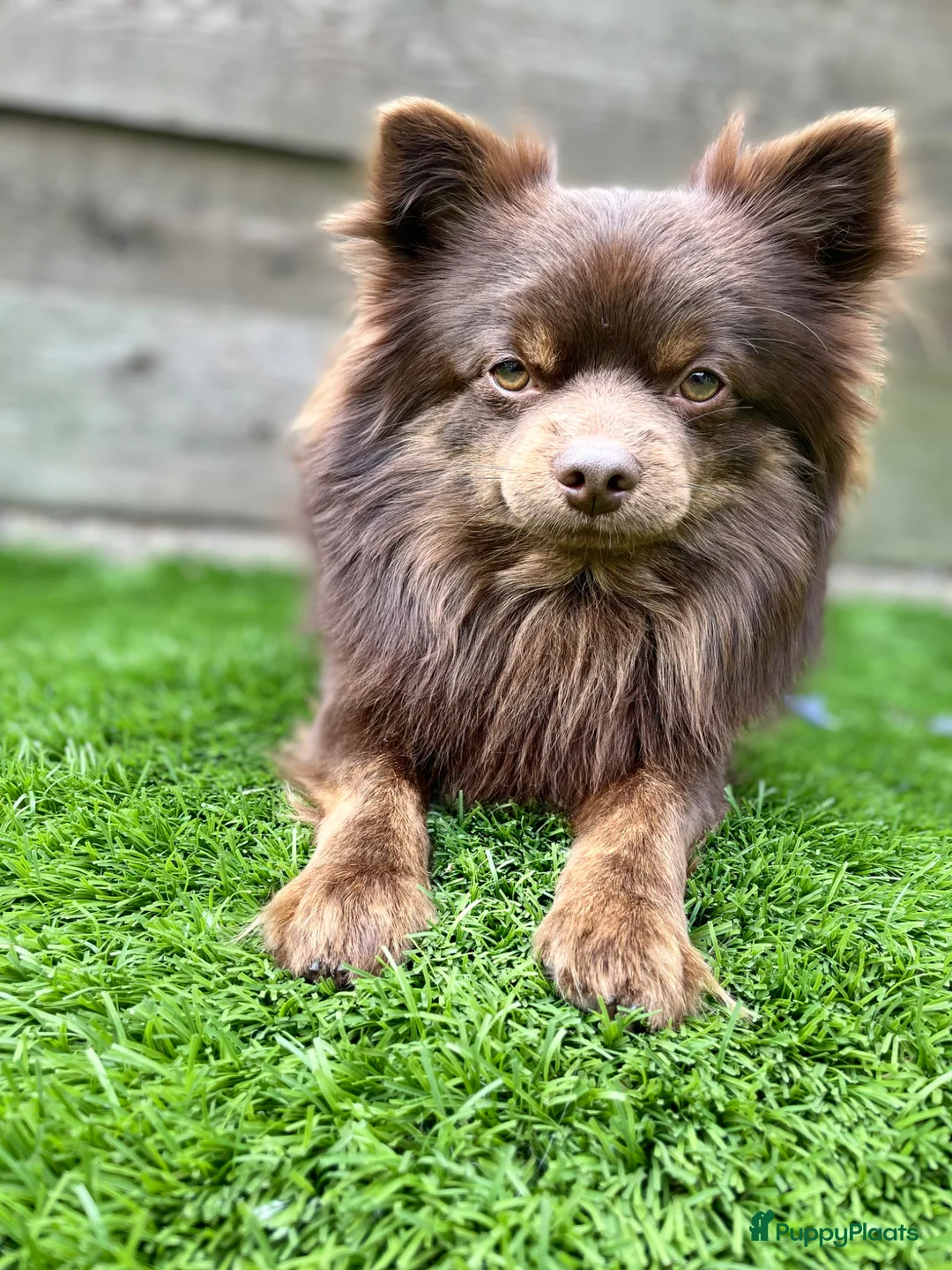 Pomeriaan honden ter dekking: Pomeriaan Dekreu - Advertentie 1