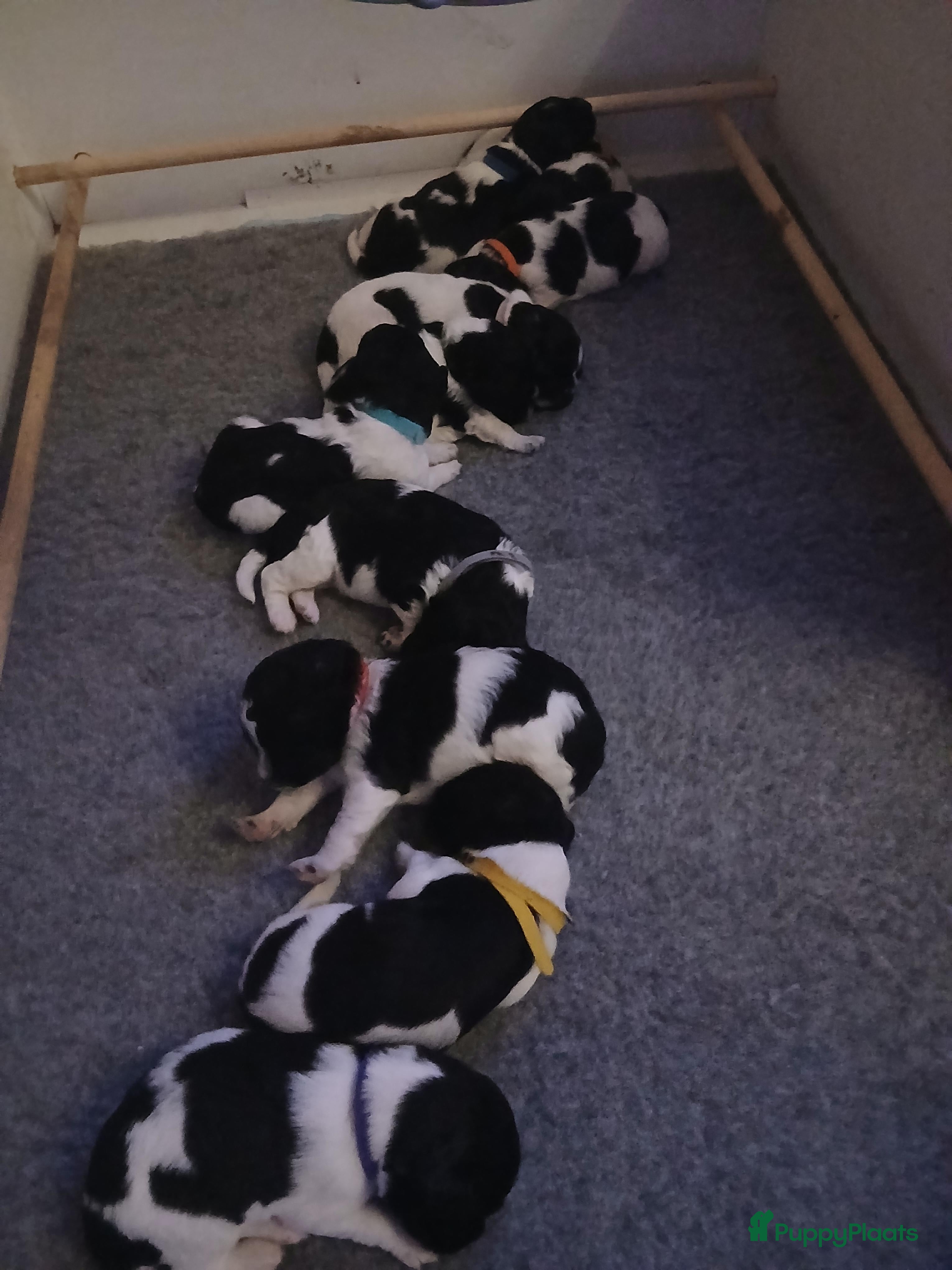 Friese Stabij honden friese stabij pups - Advertentie 4