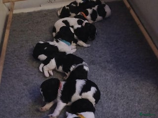 Friese Stabij honden friese stabij pups - Advertentie 2