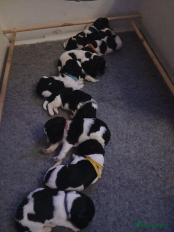 Friese Stabij honden prachtig nestje friese stabij pups - Advertentie 2