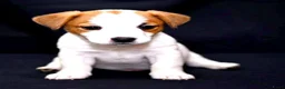 Jack Russel Terriër honden te koop: Jack Russell pups - Advertentie 2
