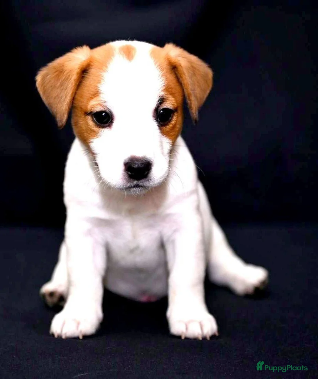 Jack Russel Terriër honden te koop: Jack Russell pups - Advertentie 2