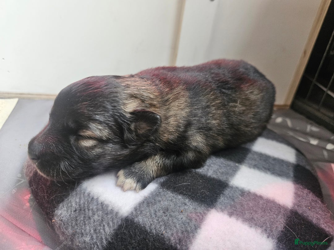 Kruising honden te koop: knappe keeshond x border collie puppy's te koop - Advertentie 15