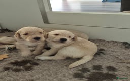 Labradoodle honden te koop: Labradoodle x Australian Labradoodle  in Oosterhout - Afbeelding 1