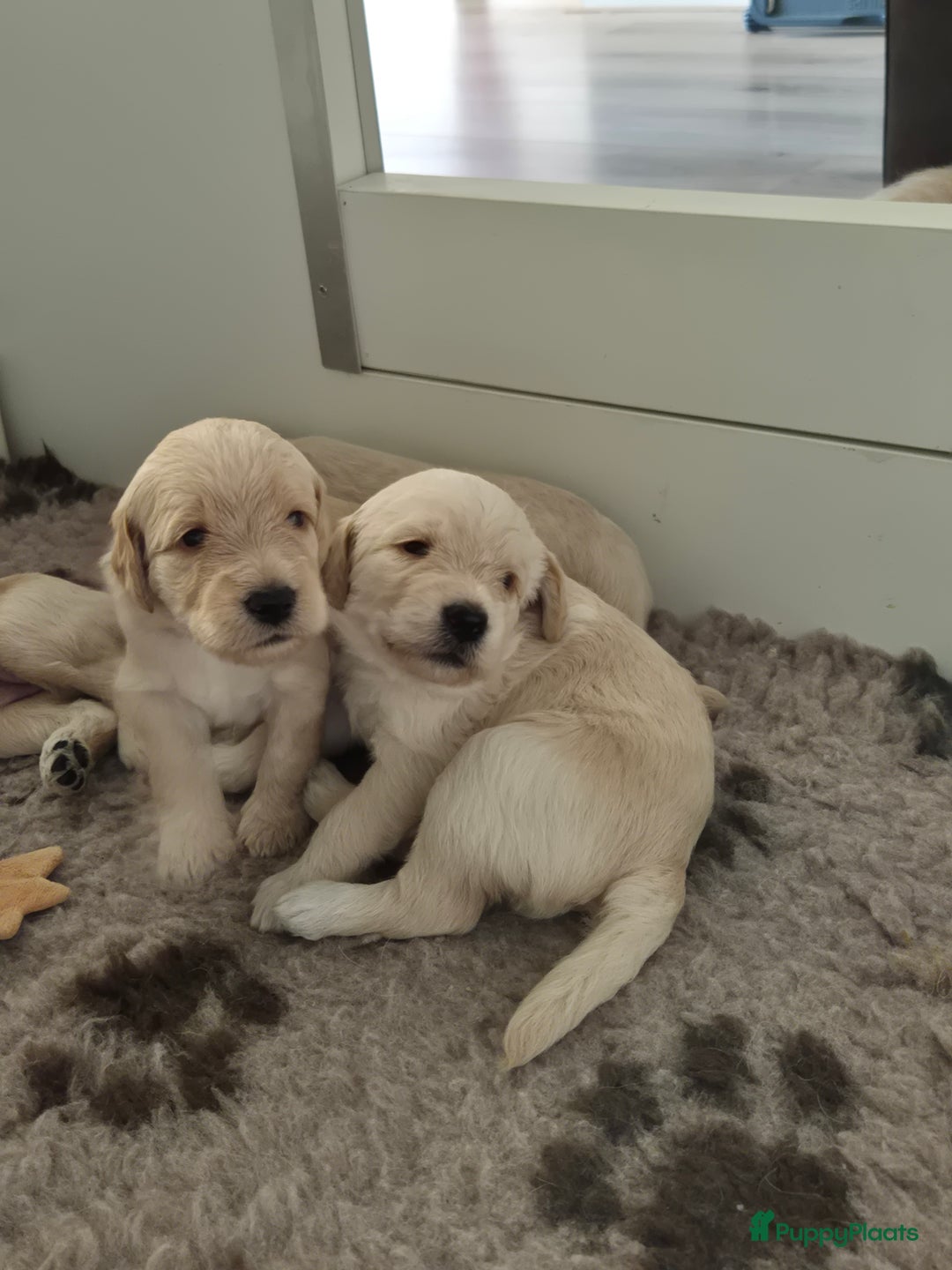 Labradoodle honden te koop: Labradoodle x Australian Labradoodle  in Oosterhout - Afbeelding 1