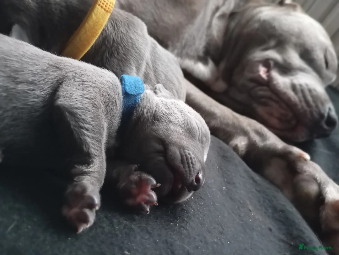 Pitbull Terriër honden te koop: Prachtige puppy's  - Advertentie 4