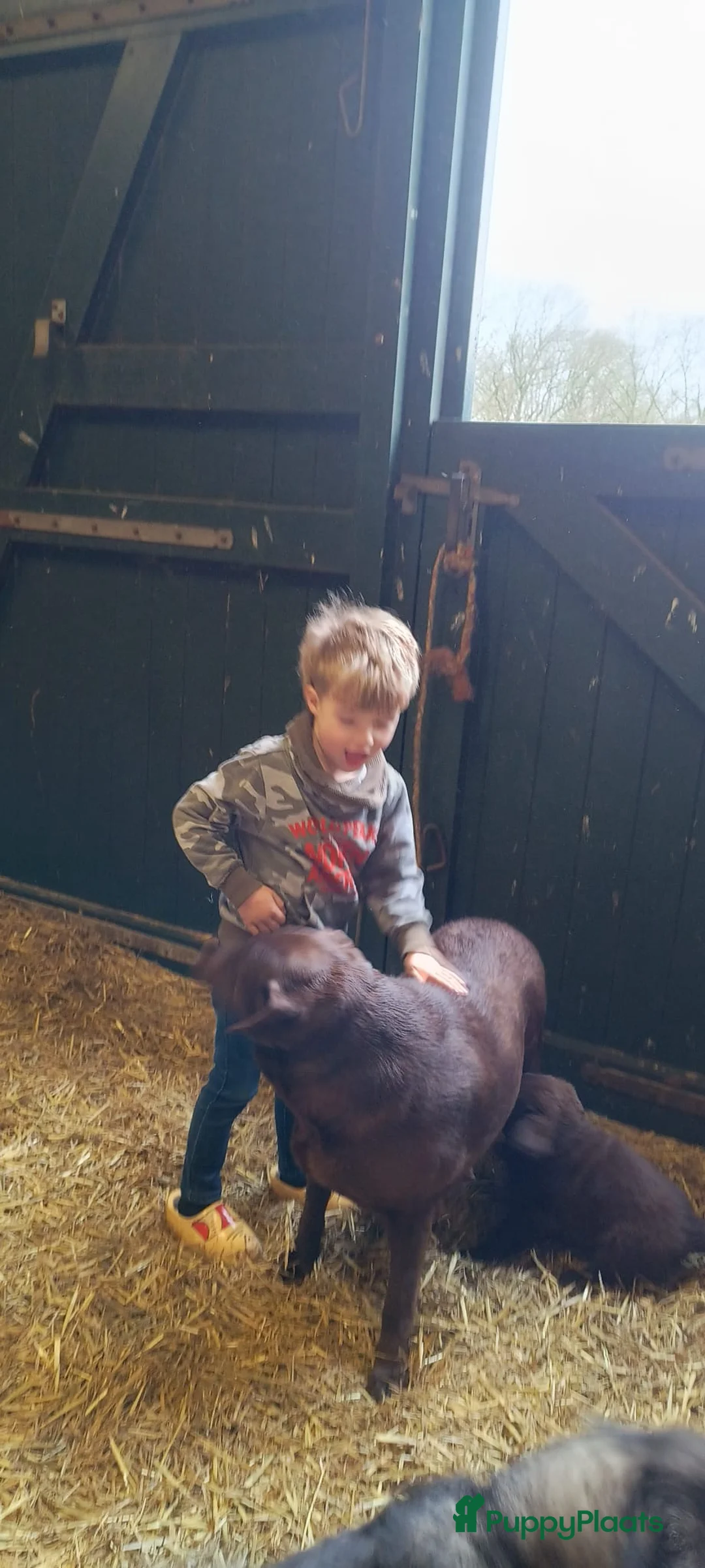 Kruising honden te koop: Labrador X Wolfsgrauwe Keeshond - Advertentie 4