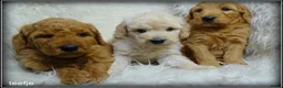 Labradoodle honden te koop: Labradoodle F4 pups medium. - Advertentie 21