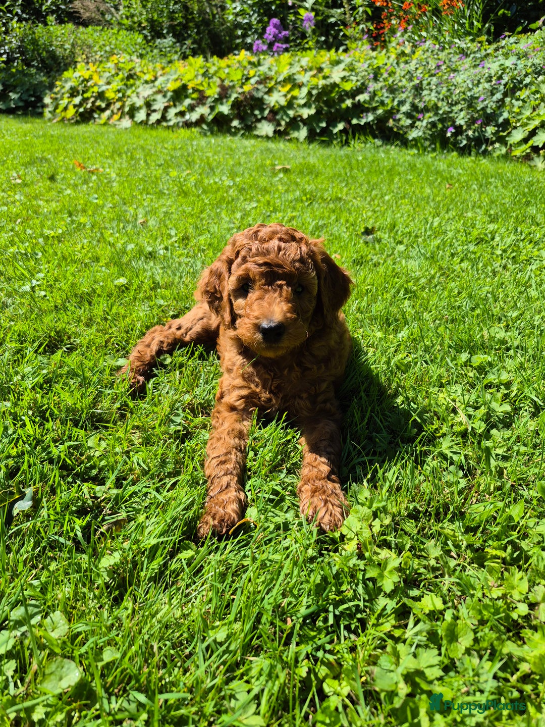 Poedel honden te koop: Middenslag poedels in Schuinesloot - Afbeelding 7