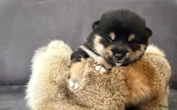 Shiba honden te koop: Shiba pups geboren in Kerkwerve - Afbeelding 11
