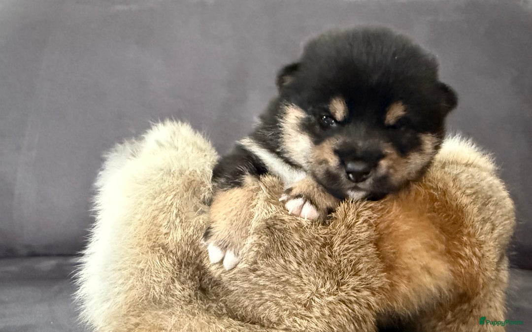 Shiba honden te koop: Shiba pups geboren in Kerkwerve - Afbeelding 11